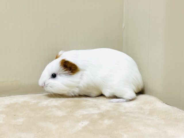イングリッシュモルモット