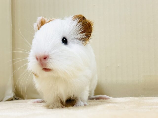 イングリッシュモルモット