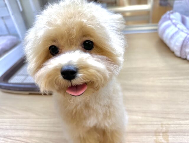 大人気のミックス犬！おっとりマルプーちゃん𐔌ᵔ ܸ>⩊<︎︎ ܸᵔ 𐦯
