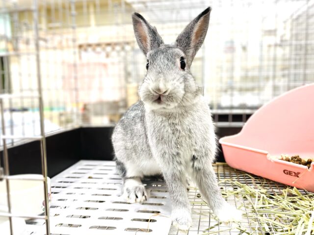 ミニウサギ