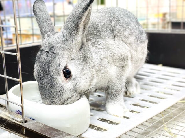 ミニウサギ