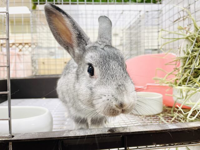 ミニウサギ