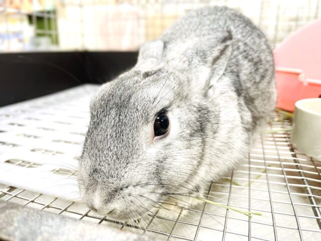 ミニウサギ