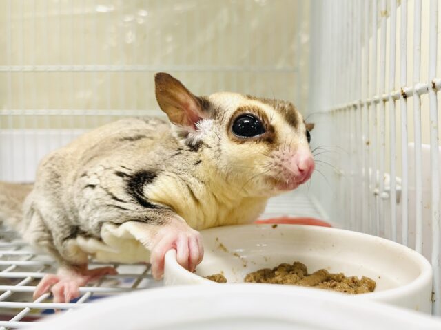 フクロモモンガ