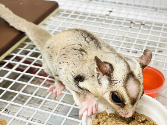 フクロモモンガ