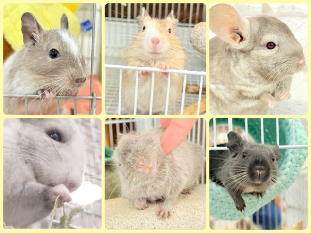 ホップステップジャンピンチュ〜🐭🌿フェア👍🏻⟡.·