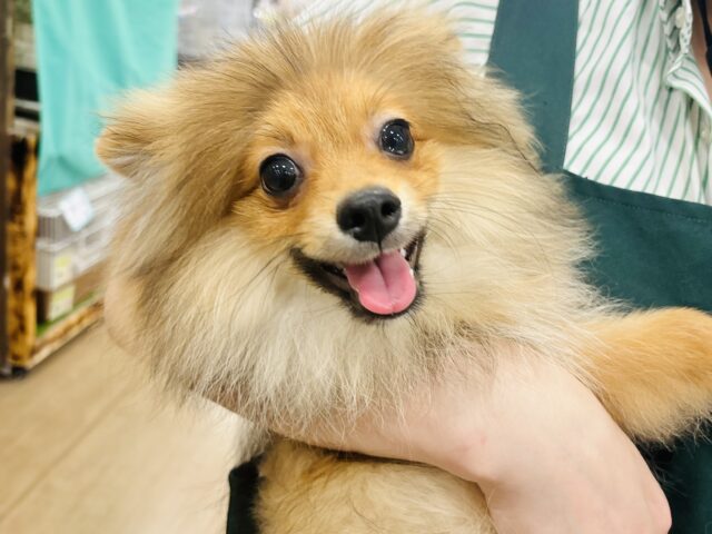 ポメラニアン