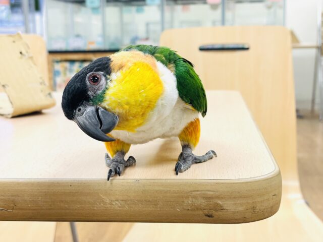 ズグロシロハラインコ