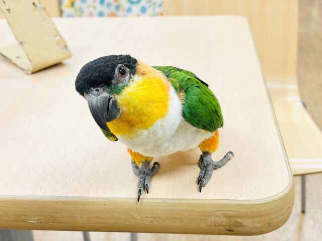 ズグロシロハラインコ