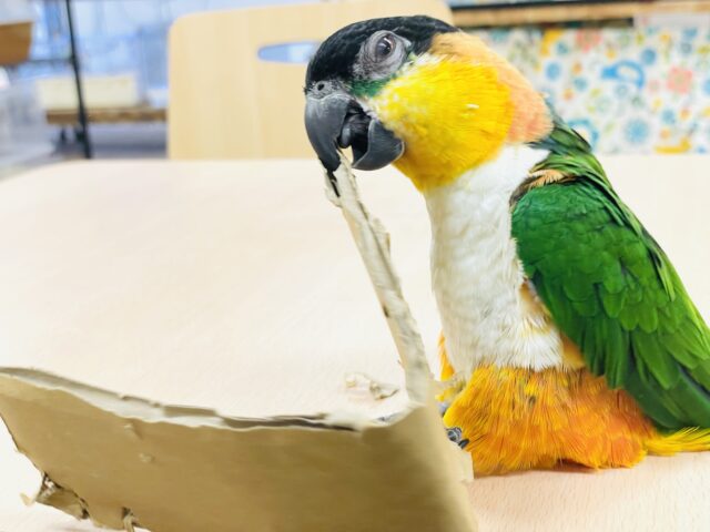 ズグロシロハラインコ