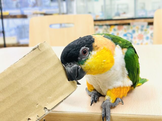 ズグロシロハラインコ