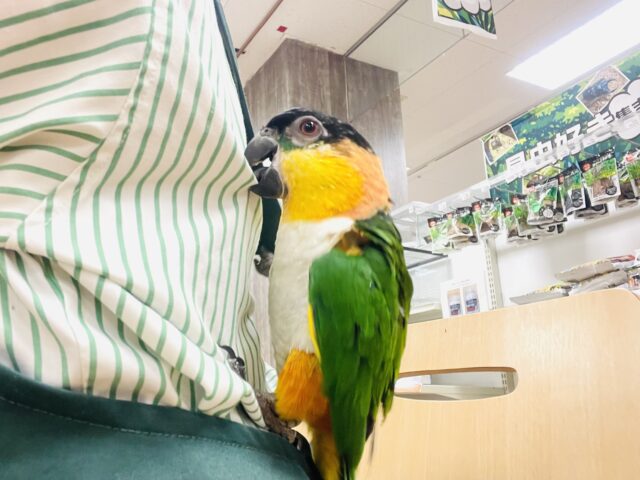 ズグロシロハラインコ