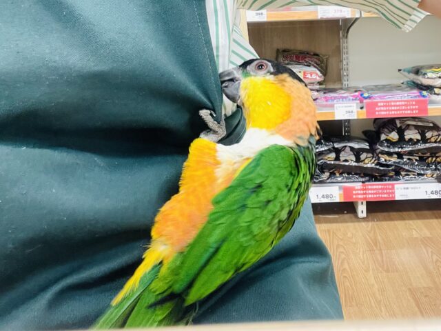 ズグロシロハラインコ