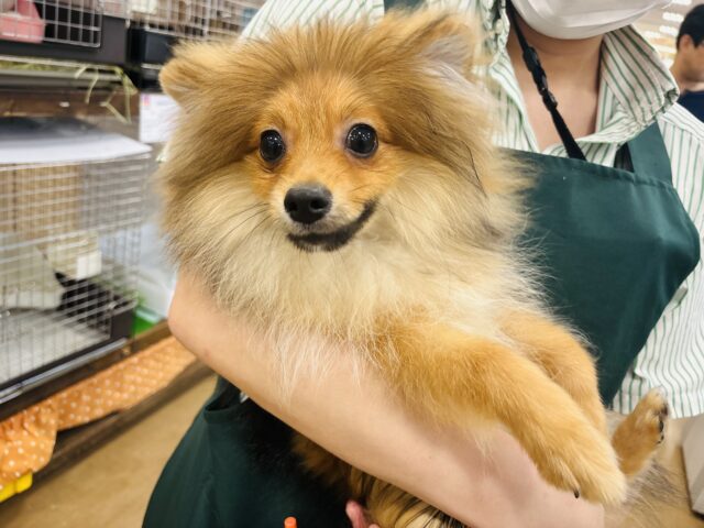 ポメラニアン