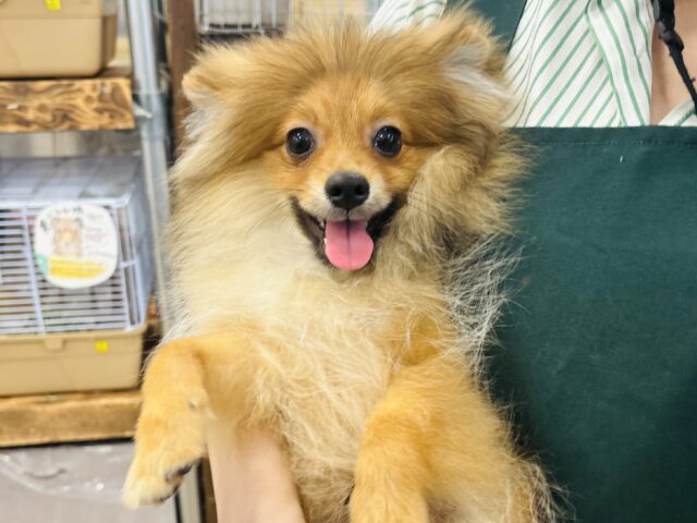 ポメラニアン