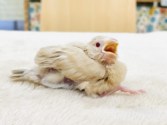【最新画像】やさしいカラーにキラキラお目目🍒´-シナモン文鳥(ヒナ)