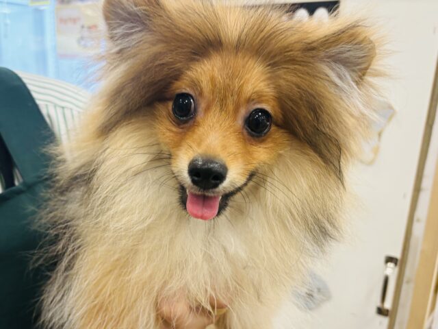 ポメラニアン