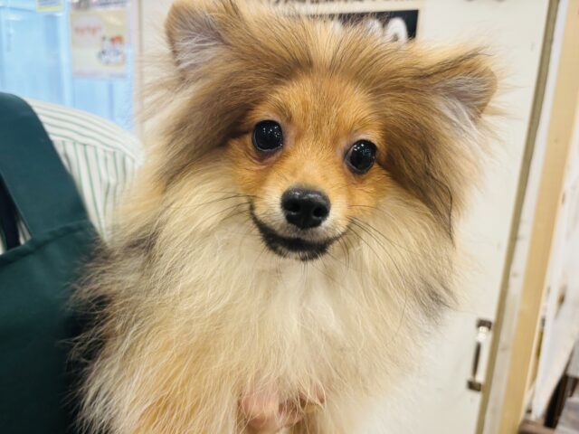 ポメラニアン
