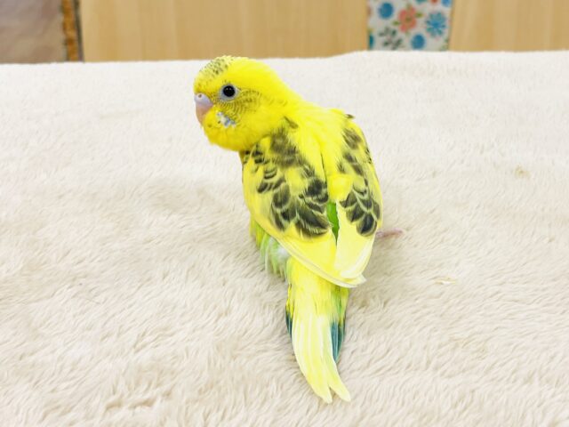 セキセイインコ