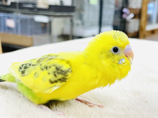 セキセイインコ