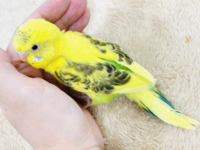 セキセイインコ