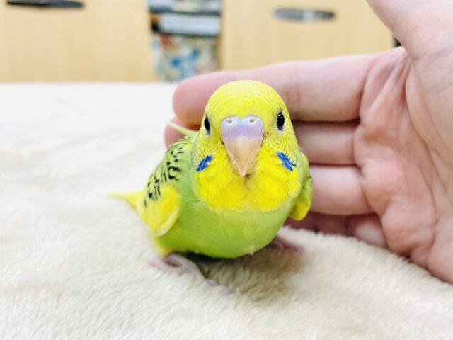 セキセイインコ