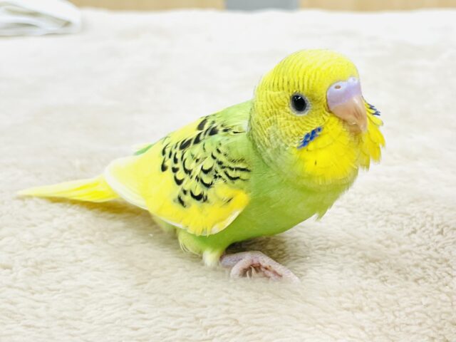 【最新画像】新緑のような瑞々しさ〜‪🌱‬セキセイインコ(スパングルパイド)ヒナ