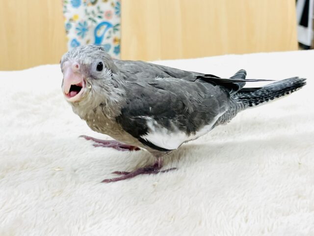 オカメインコ