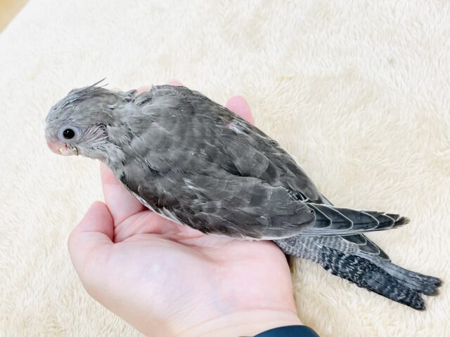 オカメインコ