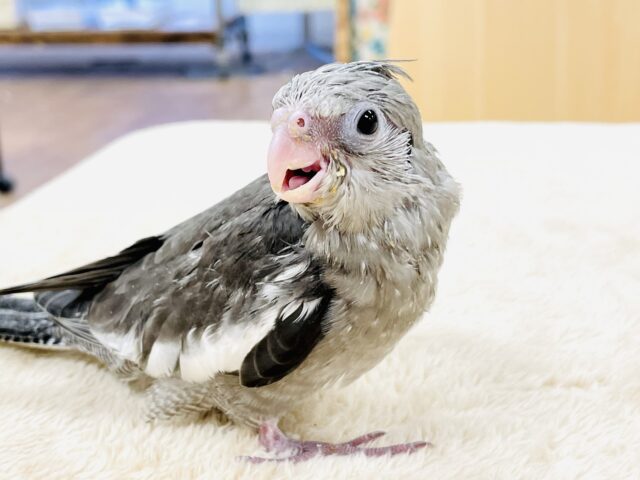 オカメインコ