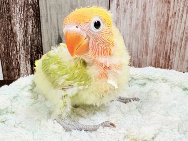 カラフルなわたわた妖精🧚‍♀️💫ボタンインコ(ヤマブキ)(ヒナ)