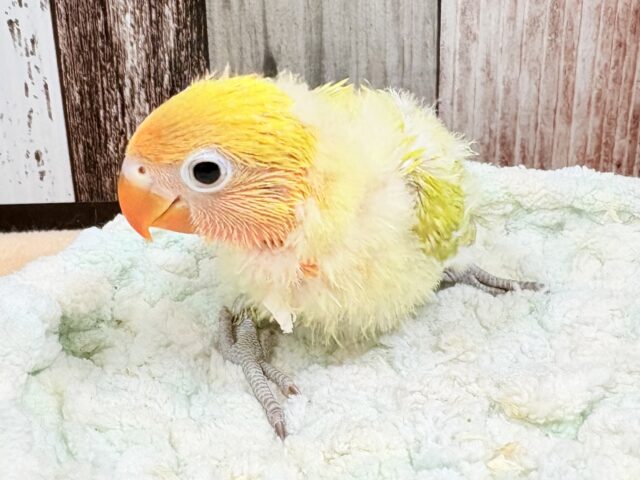 ヤマブキボタンインコ