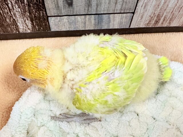 ヤマブキボタンインコ