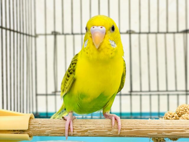 【最新画像】カゴデビューしたよ❣️😍セキセイインコちゃん❣️(ハルクイン)ヒナ