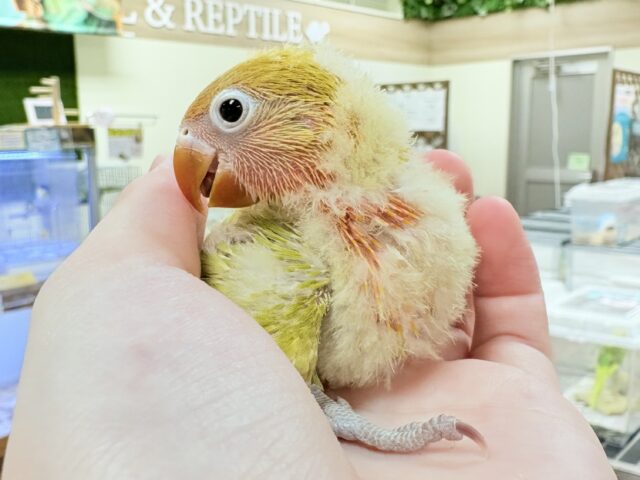 ヤマブキボタンインコ