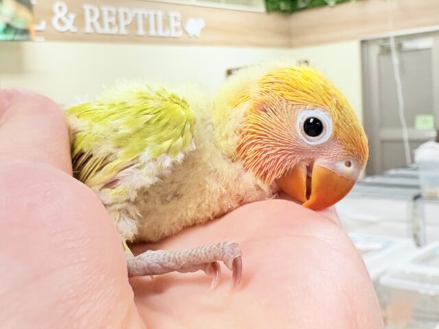 ヤマブキボタンインコ