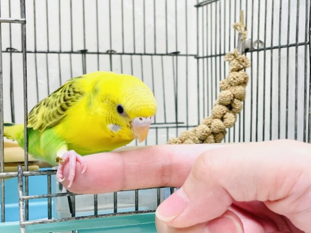 セキセイインコ