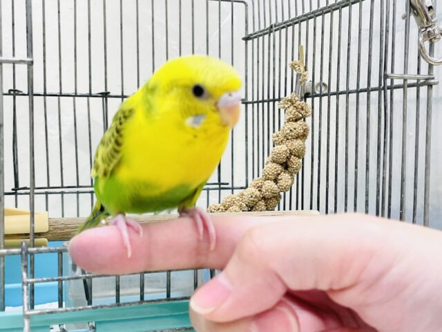 セキセイインコ