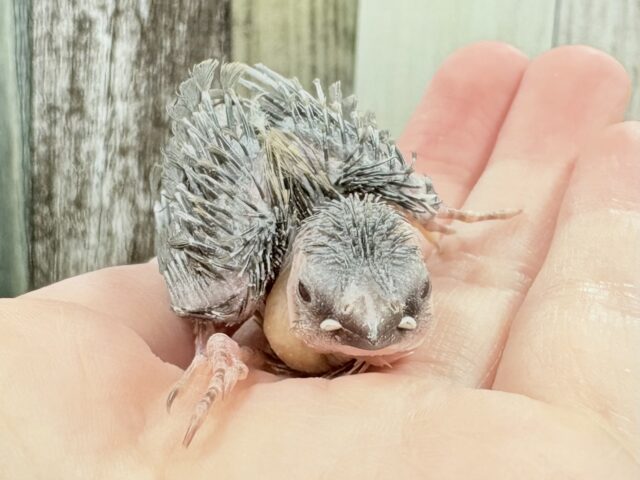 十姉妹（ジュウシマツ）