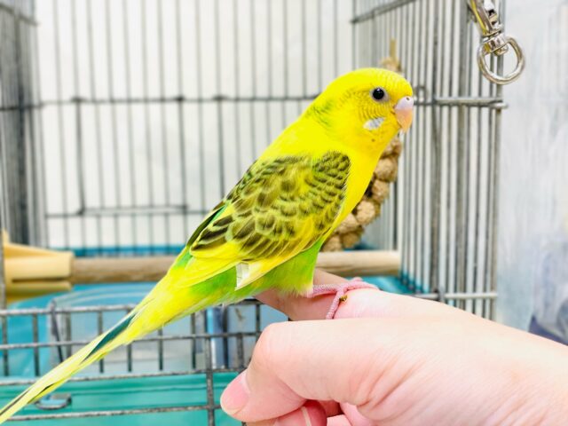 セキセイインコ