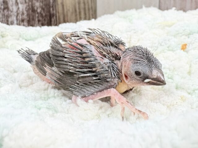 十姉妹（ジュウシマツ）