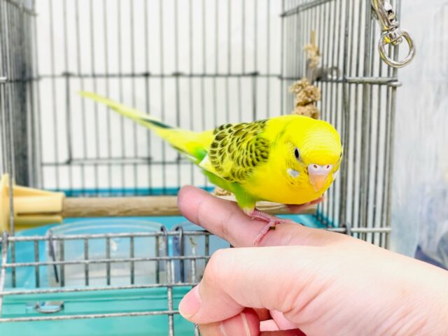 セキセイインコ