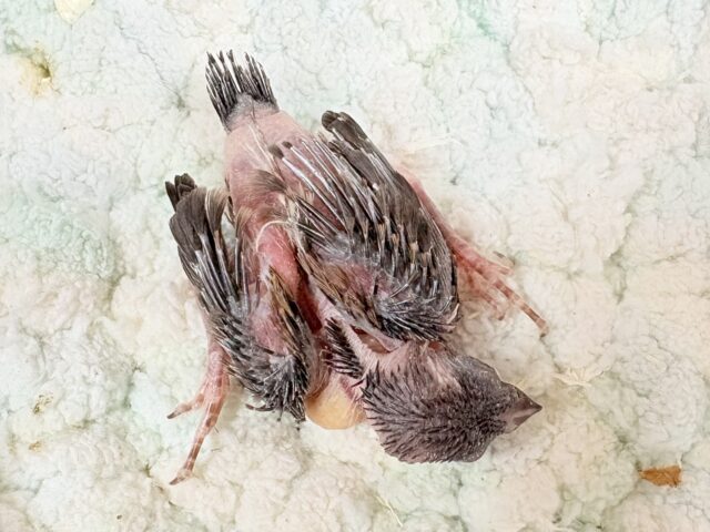 十姉妹（ジュウシマツ）