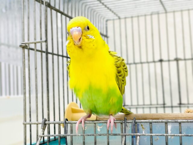 セキセイインコ