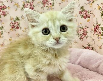 将来は美人さん！？マンチカンの女のコがやってきた！