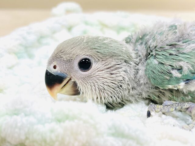 コザクラインコ（小桜インコ）