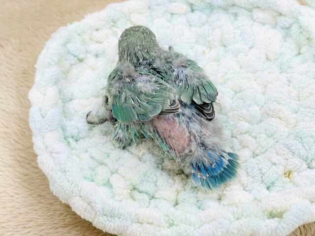 コザクラインコ（小桜インコ）