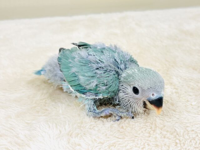 コザクラインコ（小桜インコ）