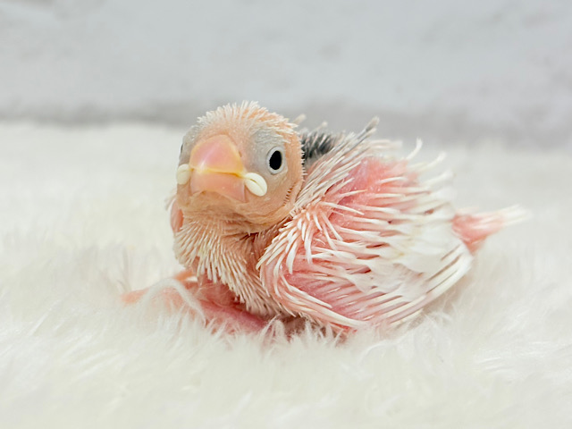 む無ムーーー。。。白文鳥 ヒナ