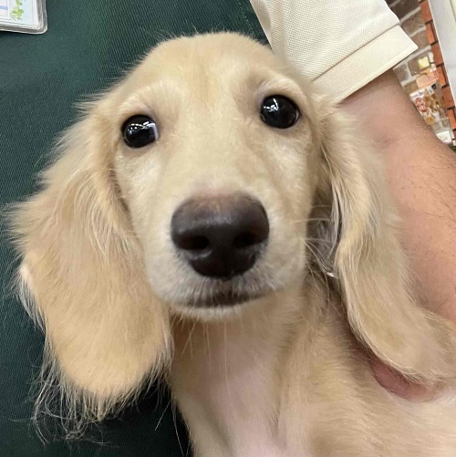 見た目通り⁉おっとりマイペースなダックスくん入舎！